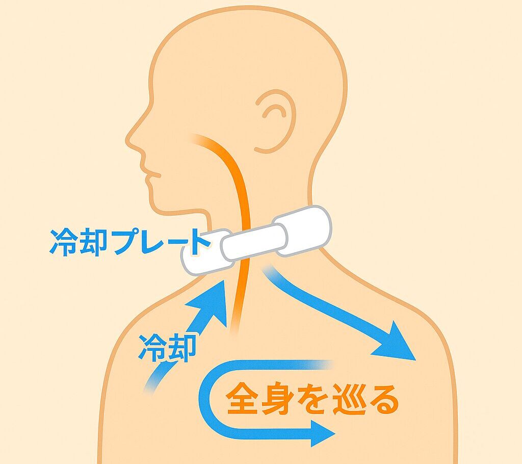 ペルチェ式ネッククーラーを使って体を冷やす図解